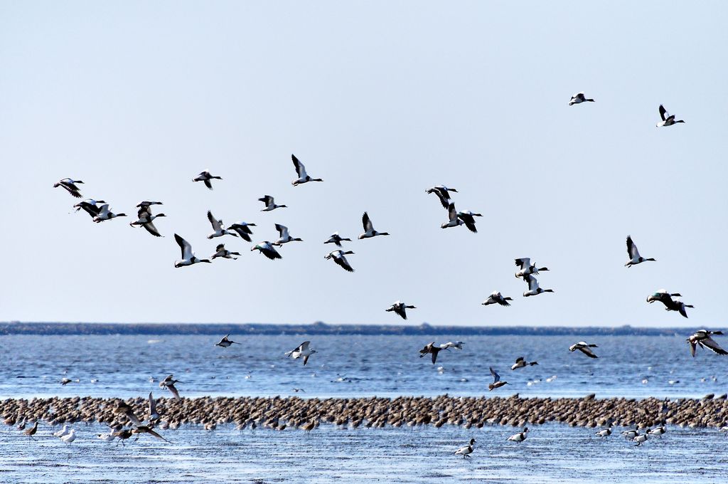 鸭绿江口湿地观鸟