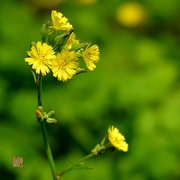 【春日小杂花】