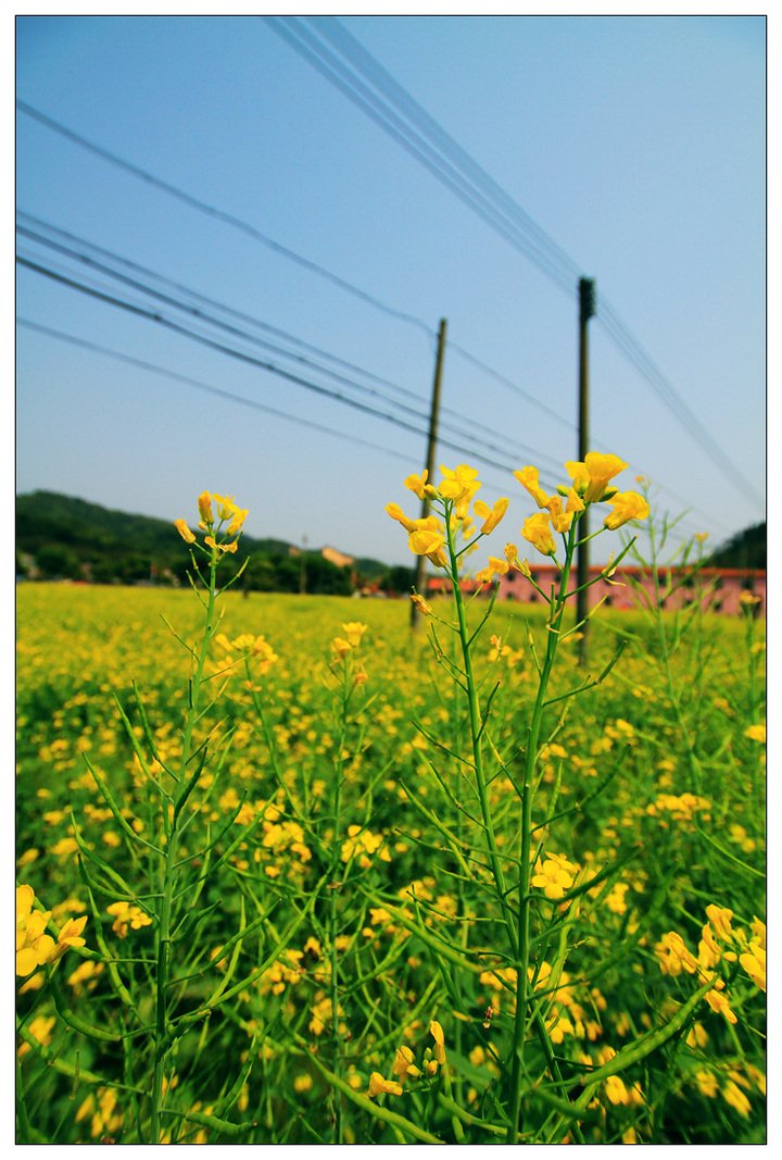 广州红山村油菜花图片