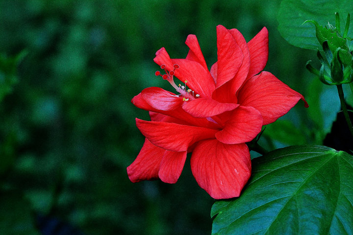 Ȼ