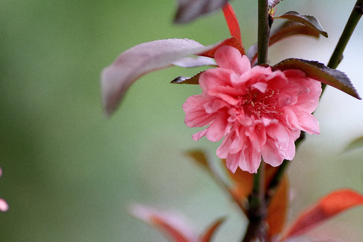 ۺһ