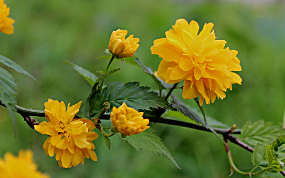 棣棠花果实图片