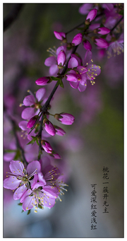 又一春，桃花开