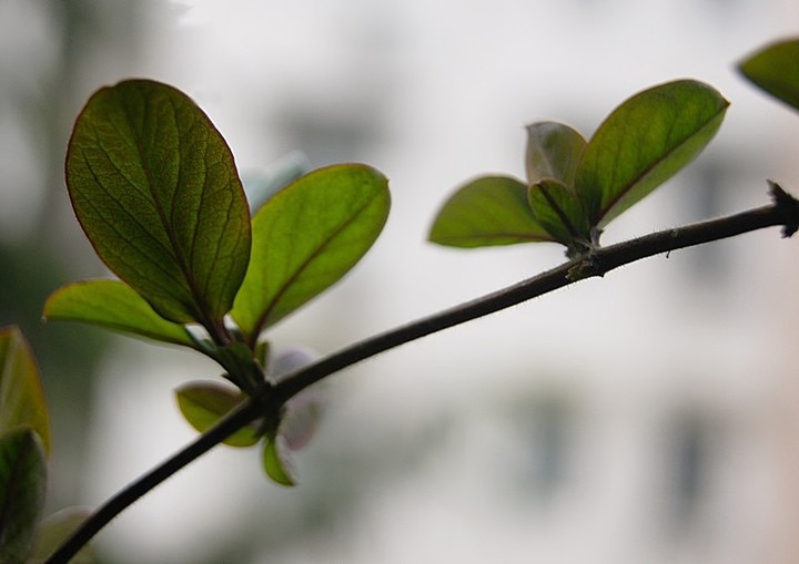 金银花发芽图片图片