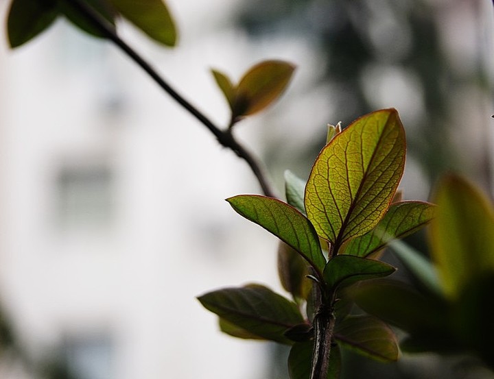 金银花发芽图片图片