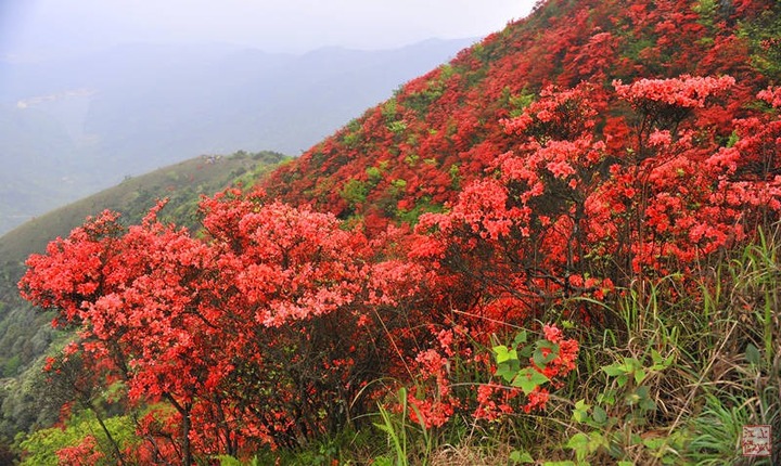 爬通天腊烛山 赏漫山杜鹃花(共 11 p)