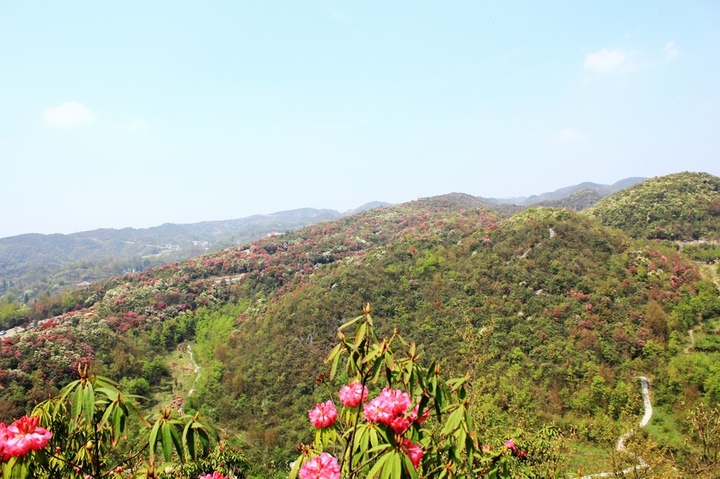 2012贵州百里杜鹃花节