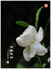 洁白无瑕栀子花