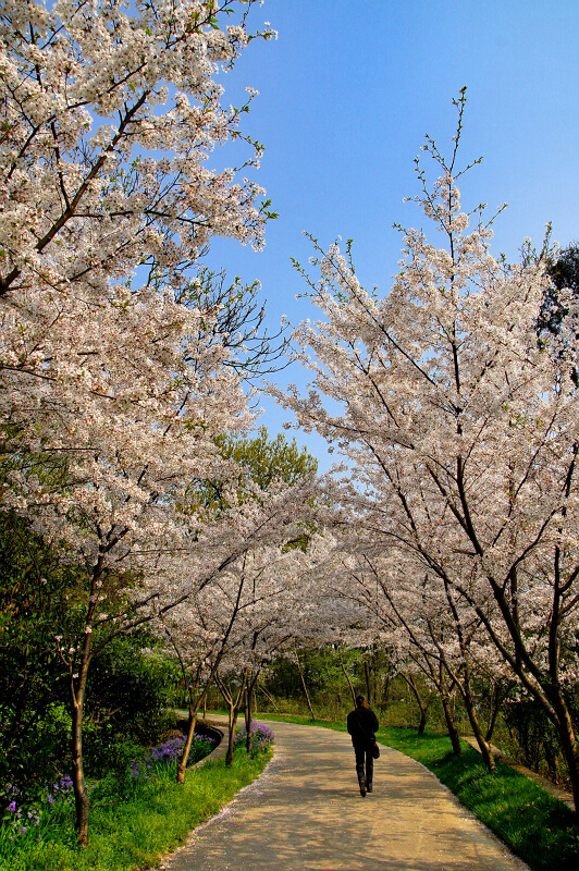 2012樱花时节