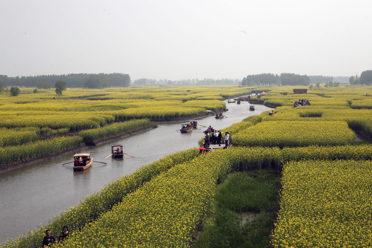 興化千島菜花風景區旅遊觀光