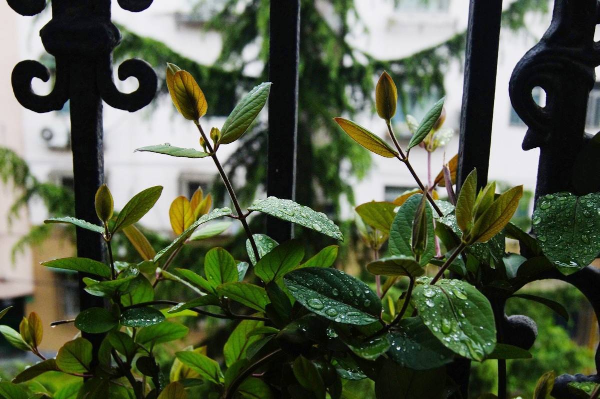 雨中的金銀花藤