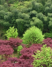 山花烂漫（四明山）