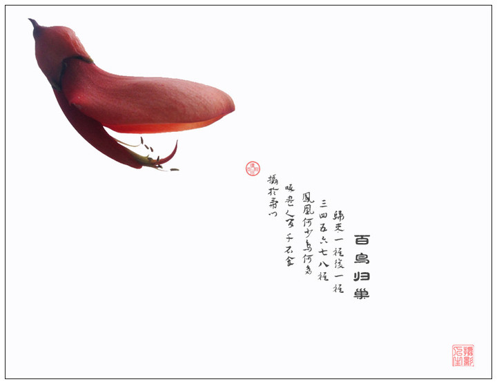 鳲