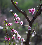 桃花朵朵开，好运快点来