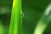 雨后之晨