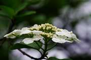 壬辰年花卉集（陆）