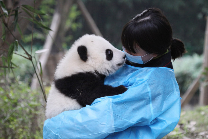 幼嵬熊猫与阿姨