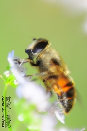 蜜蜂花语