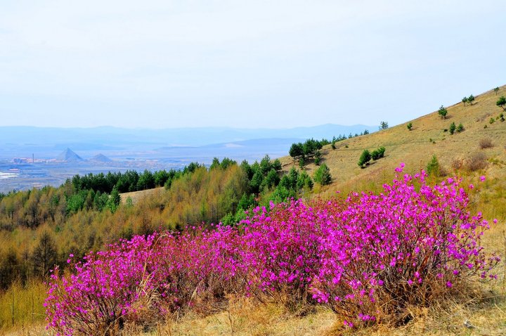 东丰县杜鹃花谷图片