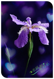 紫色梦幻鸢尾花
