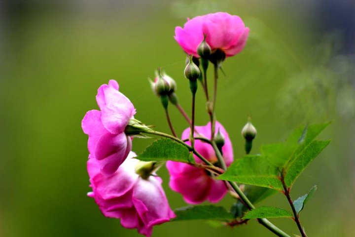 Ǿޱ