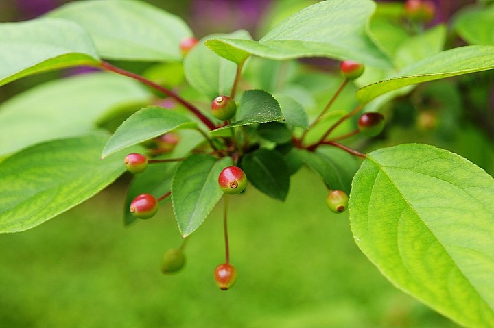 垂絲海棠(花)果