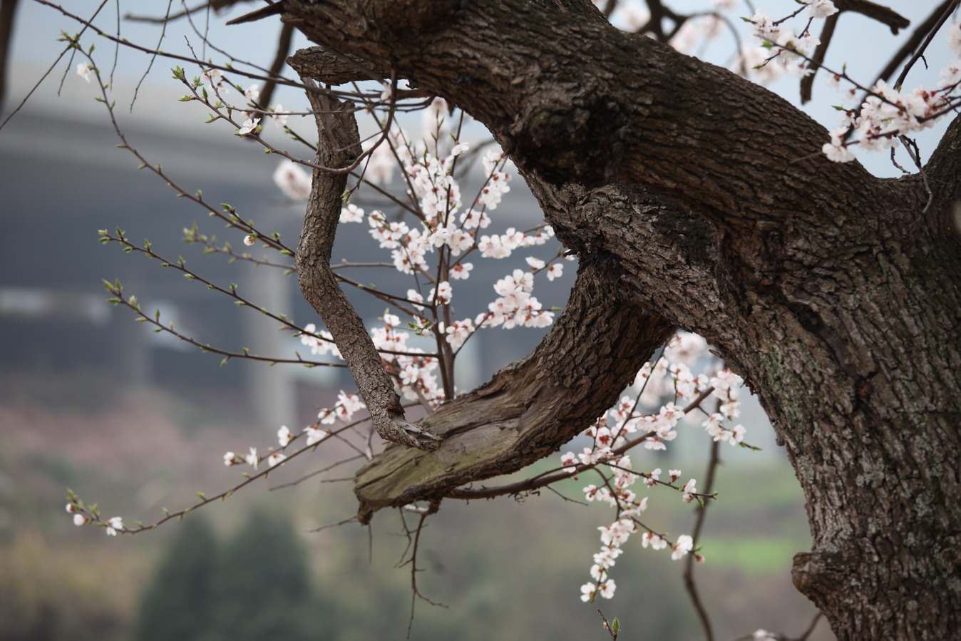 百年桃树图片