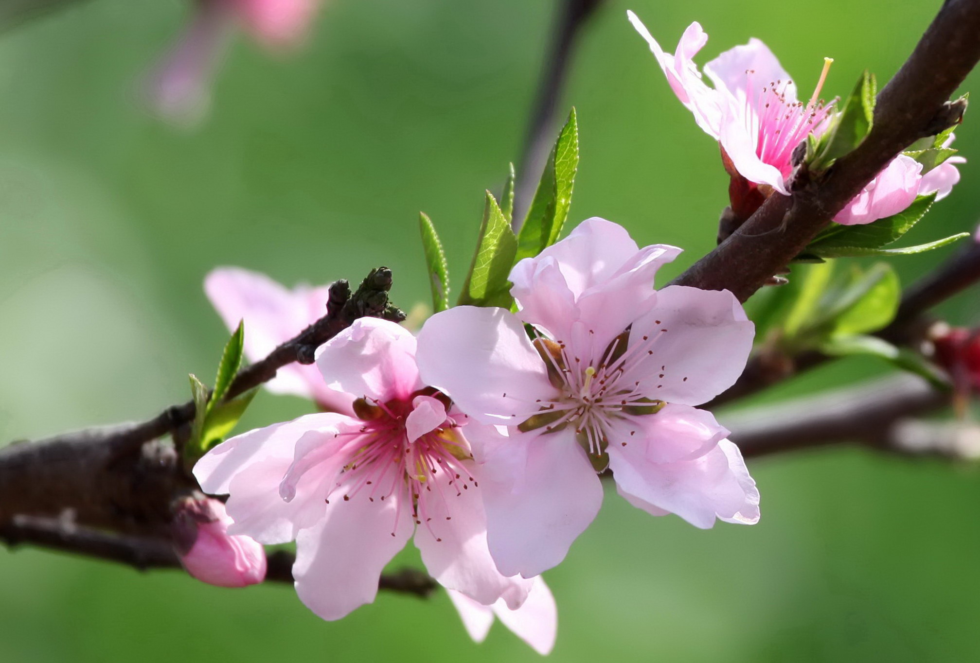 【老桃树的春装摄影图片】龙泉山生态摄影