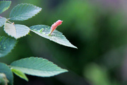 亚沙会倒计时30天北山拍景