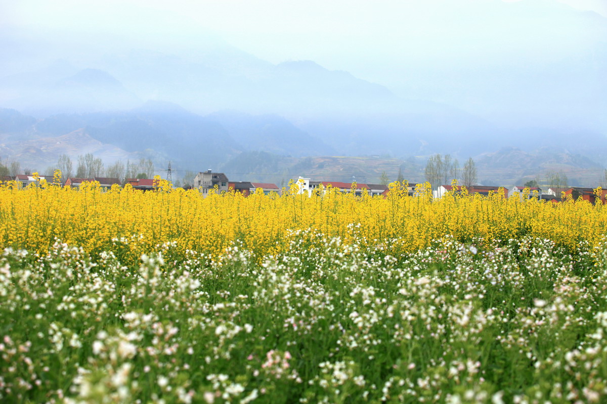 漢陰的油菜花和梯田