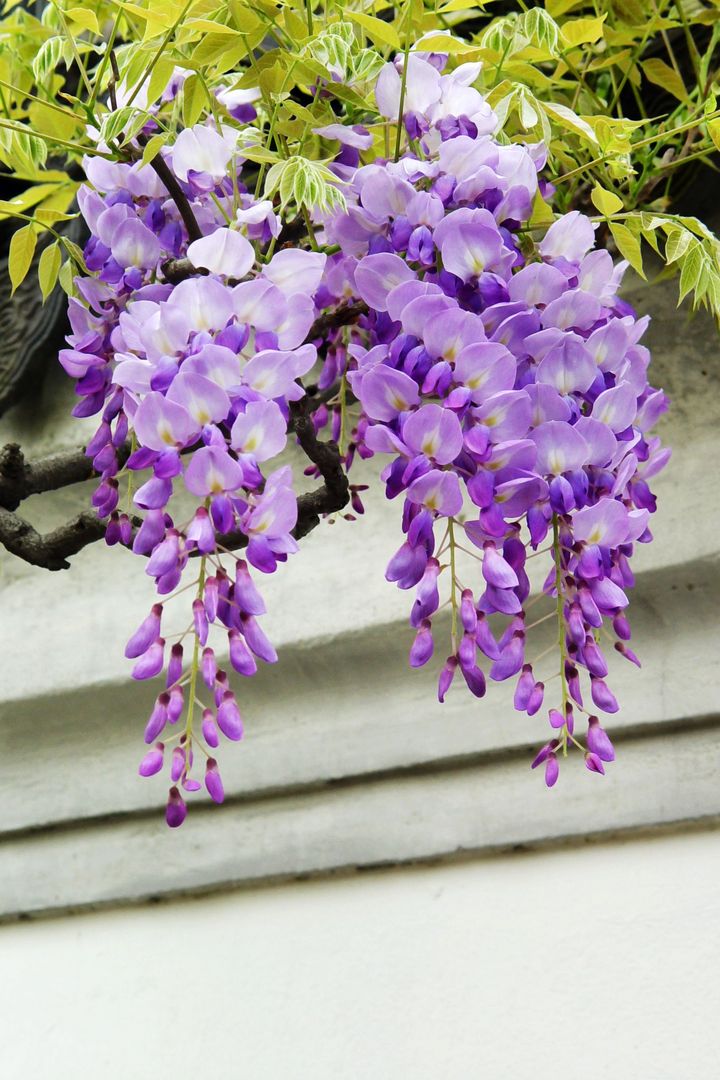 紫藤(紫藤花园)