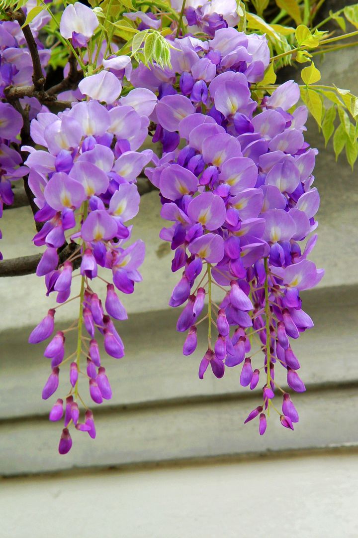 紫藤花的样子图片
