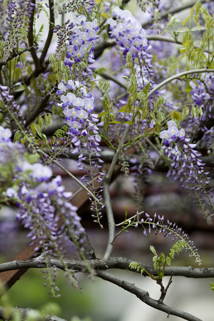 紫藤公園