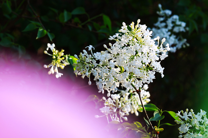 你說你最愛丁香花