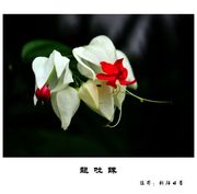 龙吐珠