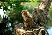 12斯里兰卡-猴趣随拍