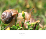 蜗牛【微距】