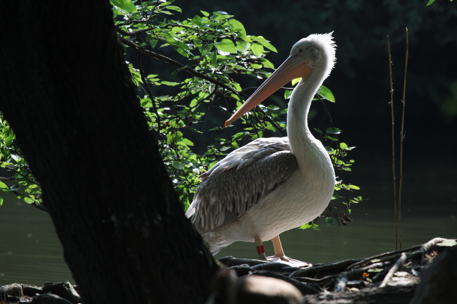 上海动物园拍鸟(共14p)