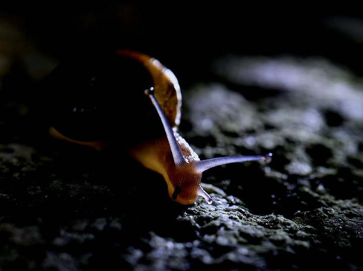 ţ(1)