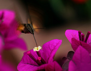 蜂蛾1