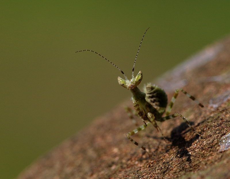椎头螳螂幼虫图片