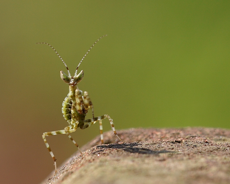 椎头螳螂幼虫图片