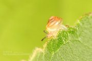 《悠闲的小蜗牛》2012虫虫来了（5）