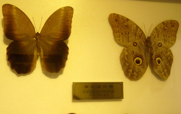 中国最大的蝴蝶博物馆图片