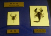 昆虫博物馆——昆虫（上）
