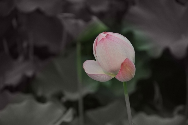 ԰ĺɻ