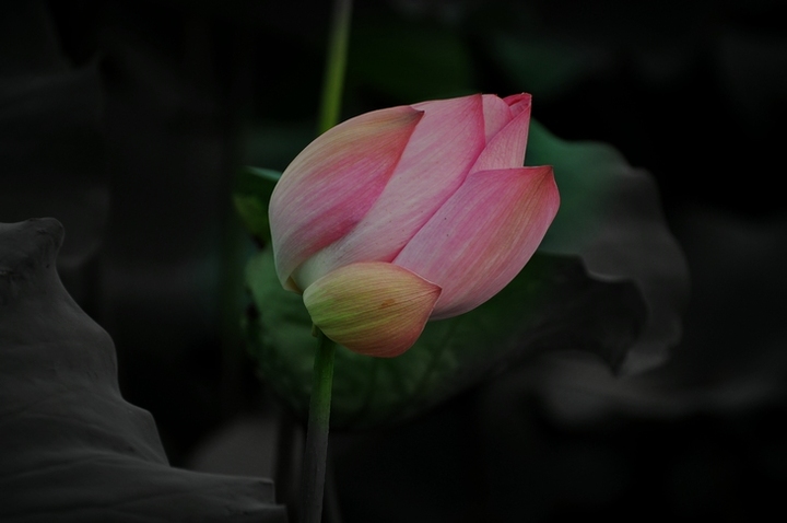 ԰ĺɻ