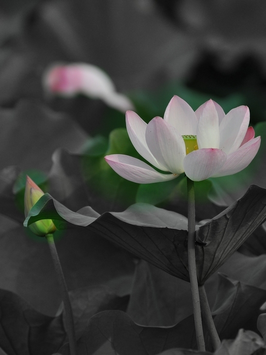 ԰ĺɻ