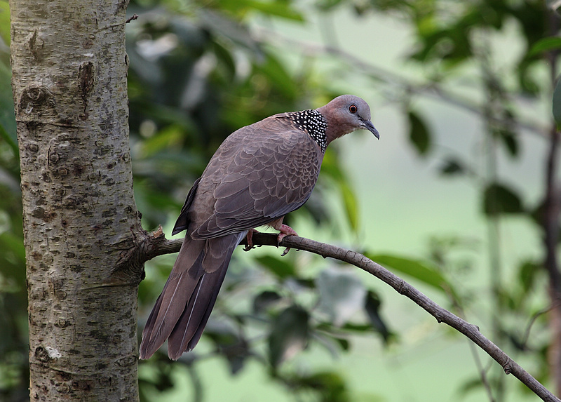 珍珠斑鳩