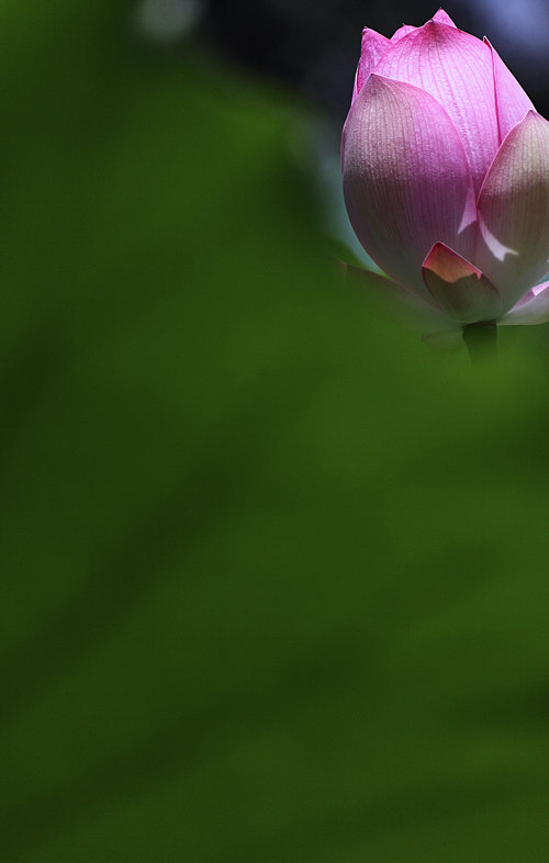 ɫ